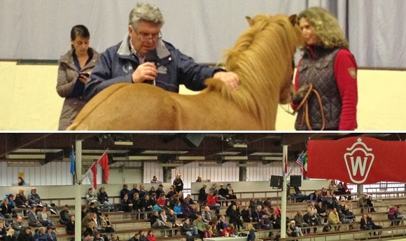 Neddens-Hengstbilder aus Handorf, Altrip-Ergebnisse