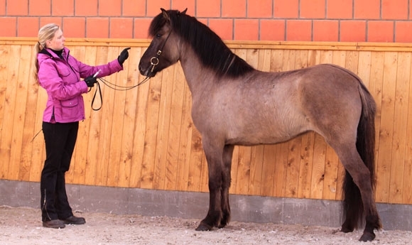 FIZO K’hof: Teigur/Tenór-Nachkommen vorn, 10 für Eiður