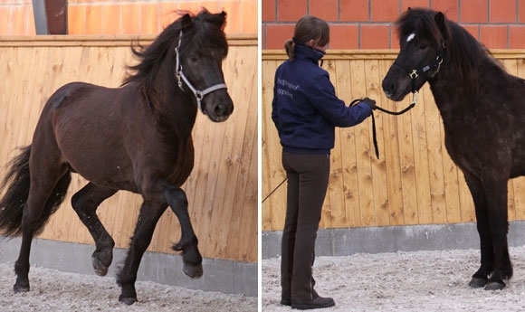 Power-Körung in Ellringen: Gustur vor Hjaltalín & Hraunar