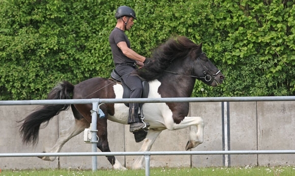 Dritteltreffen Nord für heute beendet: Top-Pferde in Osterby