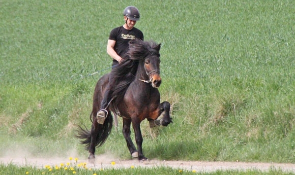 Oberpfalz startklar: 54 Pferde bei FIZO in Wurz (FR-SO)