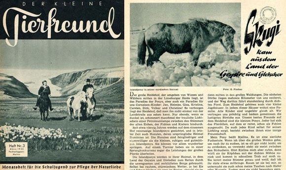 Einfach süß: Skugi aus dem Land der Geysire & Gletscher