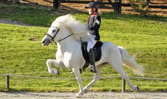 Oslo Horse Show mit prominenter Riege im ‘Mester Tølt’