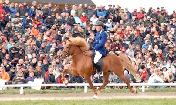 Schwedische Equipe steht fest: Kraftur jetzt unter Vignir