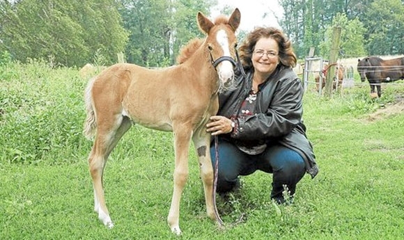 Kleines Pferd, großer Lebenswille: Vordís eine Kämpferin