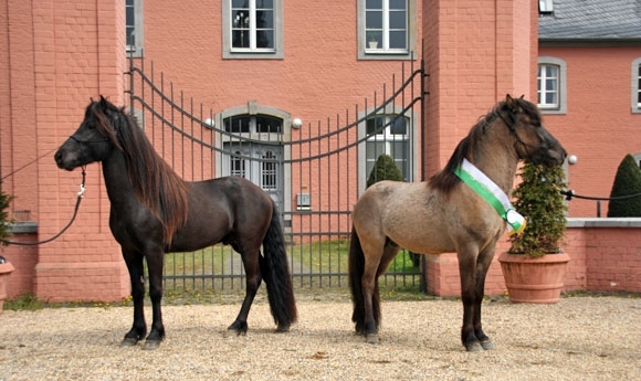 Fróði von Wellesberg (8,21) regiert auf Schloss Wickrath