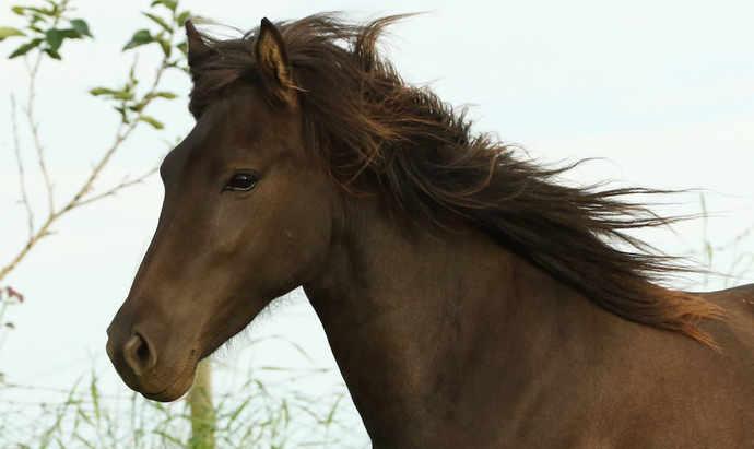 Sölusýning Félags Hrossabænda á Norðurlandi í kvöld