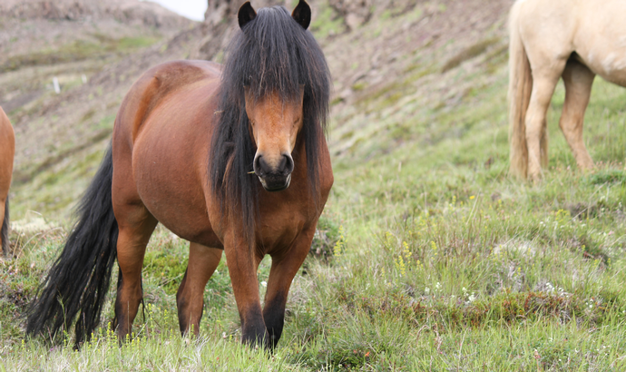 Spennandi trippi á fjórða vetur