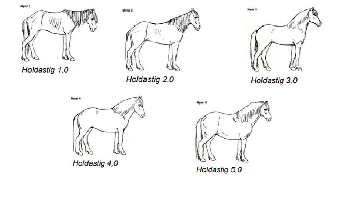 Líflandsfræðslan: Holdastigun íslenskra hrossa