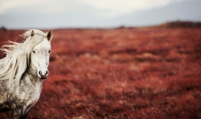 Horses of Iceland – Fundir með samstarfsaðilum framundan