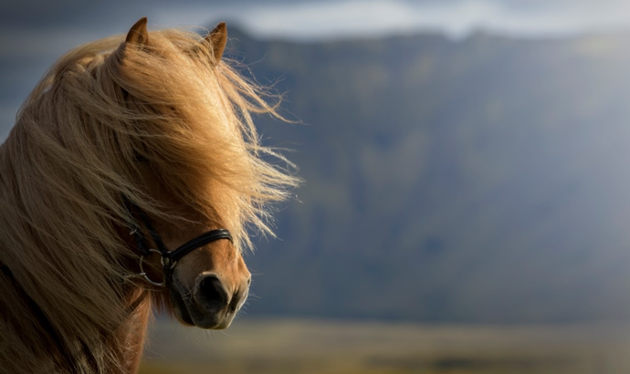 Horses of Iceland með margt á döfinni