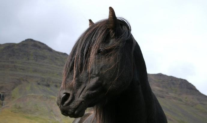 Örmerkinganámskeið í desember