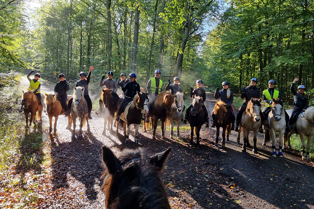 Herbstlich-herrliche Tölt-Laune @ Steinhuder Meer