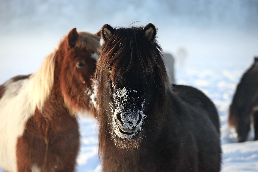 Weihnachts- und Winter-Fotos, Euer Album Nr. 2