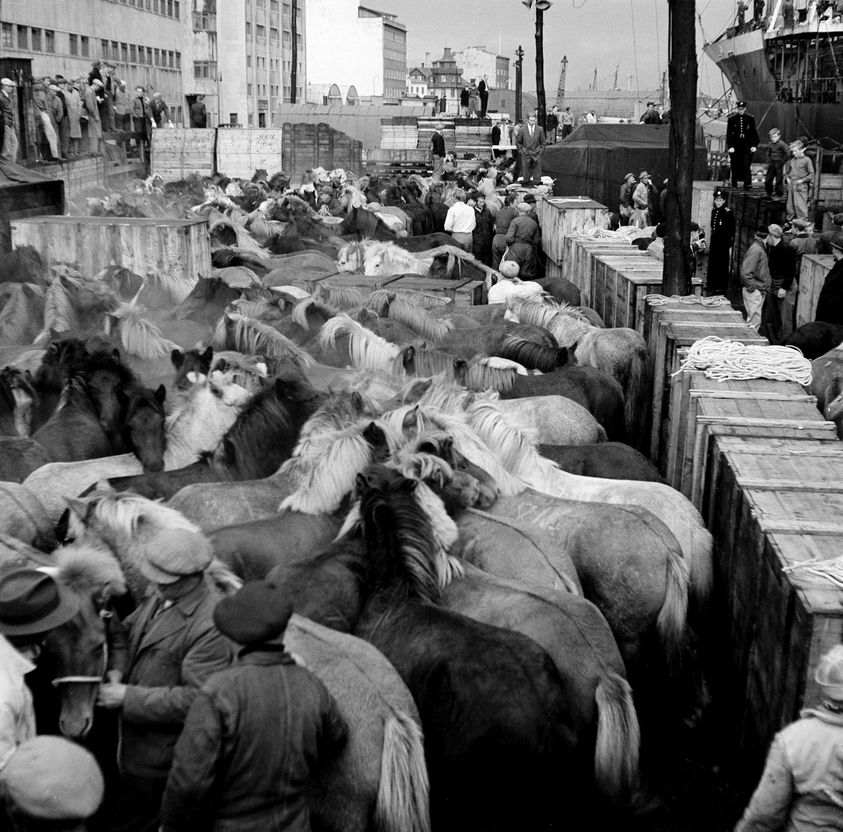 Nachkriegs-Export 1948: Islandpferde für Polen