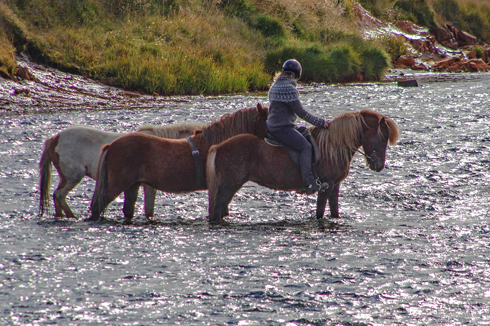 Reiten mit Handpferd: Tradition und Gegenwart