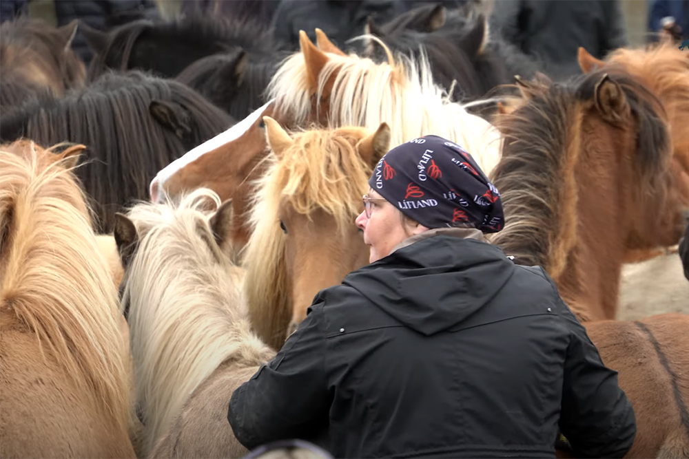 Heimkehr und Folklore: Video vom Laufskálarétt