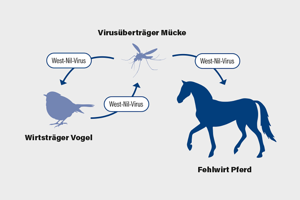 Infoabend West-Nil-Virus am 28.10. mit Dr. Rettig