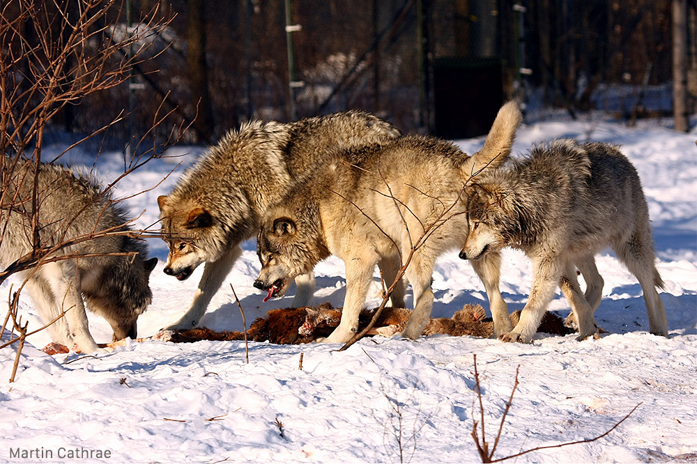 Berner Konvention: Weg frei für Wolfs-Abschuss?