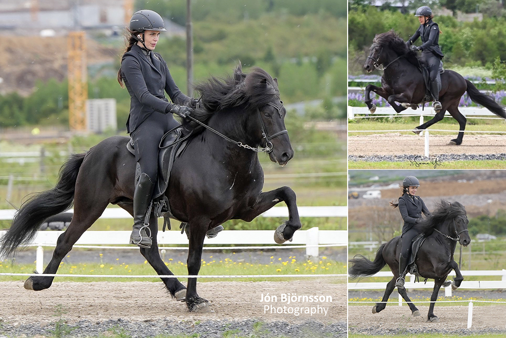 Hulinn kommt: Black Beauty ab ’26 am Kronshof